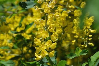 Laburnum anagyroides - štědřenec odvislý - květenství (detail)
